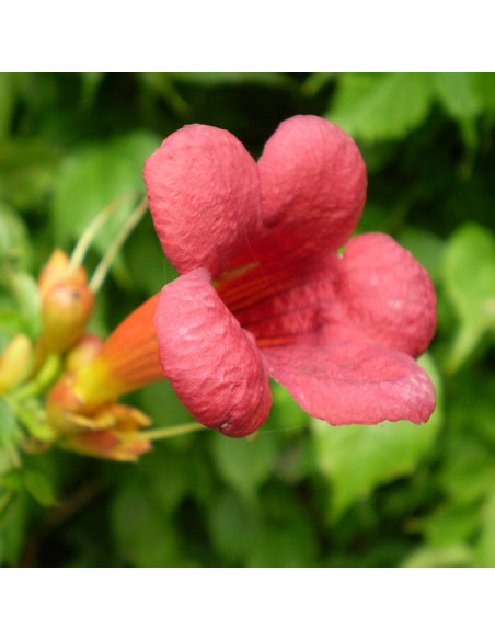 Milin Amerykański Campsis Radicans