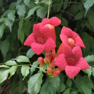 Gabor Campsis Radicans Milin Amerykański