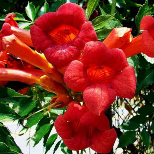 Gabor Campsis Radicans Milin Amerykański 2