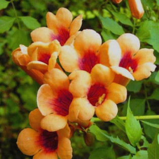 Milin Amerykański Campsis Radicans Judy 2