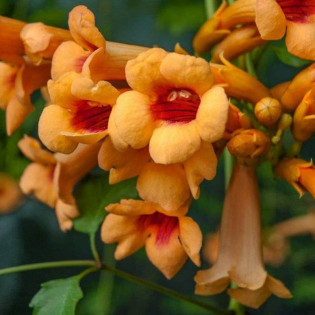 Milin Amerykański Campsis Radicans Judy