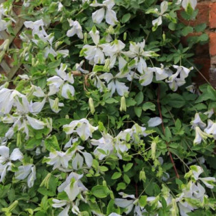 Powojnik Alba Clematis 2