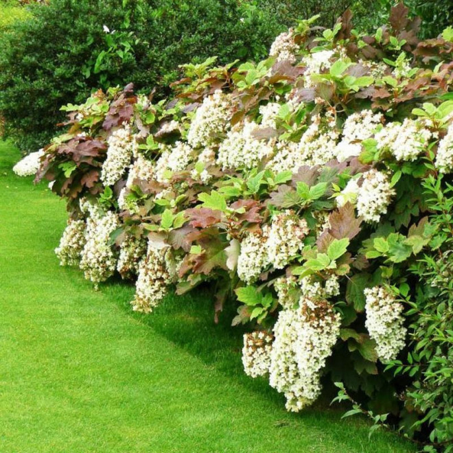 Hortensja dębolistna Snowflake Hydrangea quercifolia