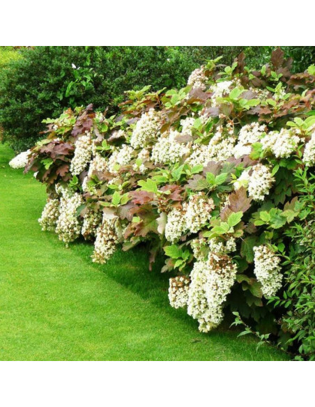Hortensja dębolistna Snowflake Hydrangea quercifolia