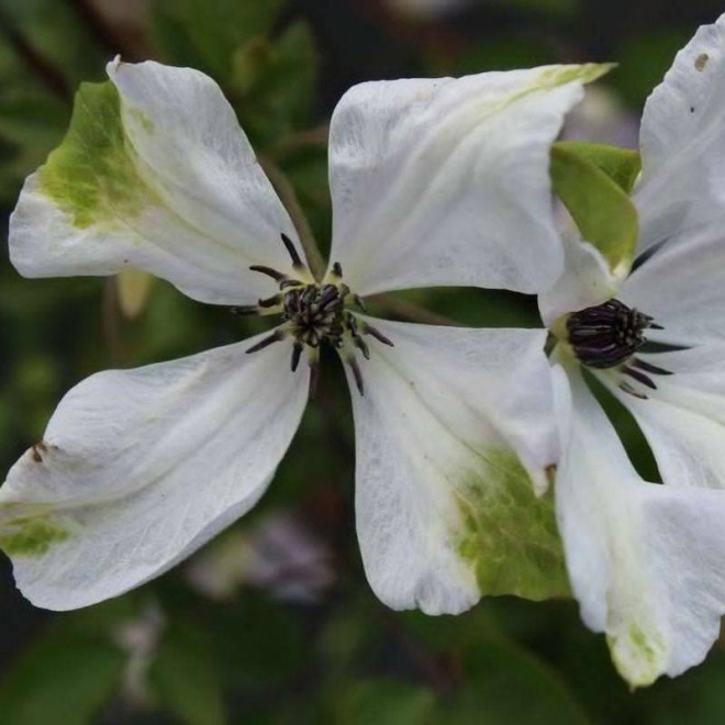 Powojnik Clematis Alba