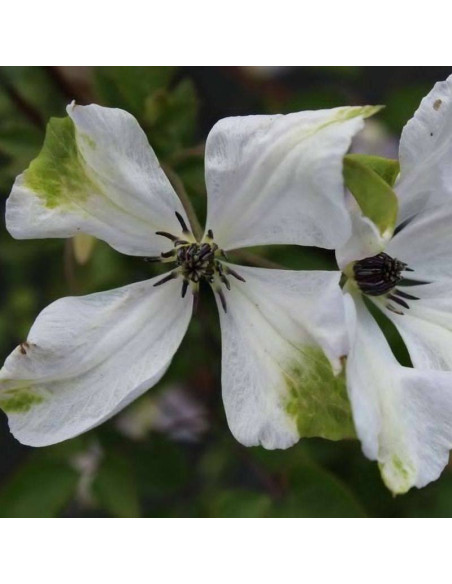 Powojnik Clematis Alba