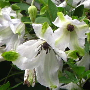 Powojnik Alba Clematis