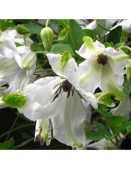Powojnik Alba Clematis