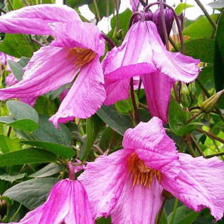 Powojnik Alionushka Clematis 2