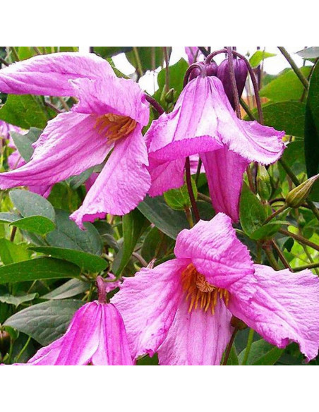 Alionushka Clematis Powojnik