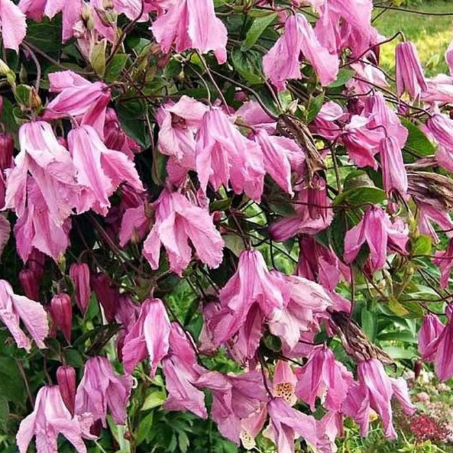 Powojnik Alionushka Clematis  - Szkółka Florela