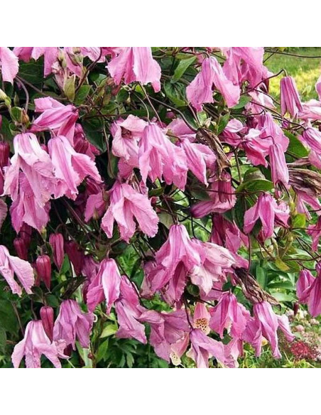 Powojnik Alionushka Clematis  - Szkółka Florela