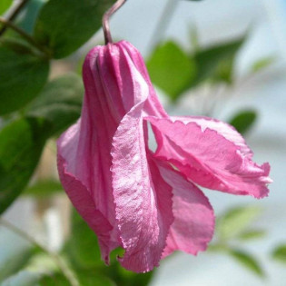 Powojnik Alionushka Clematis