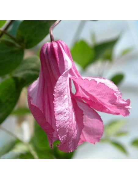 Powojnik Alionushka Clematis