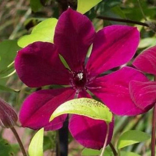 Powojnik Allanah Clematis 2