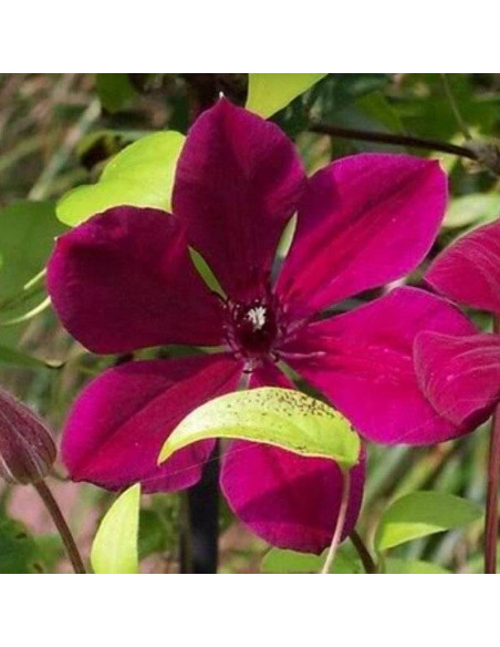 Allanah Clematis Powojnik