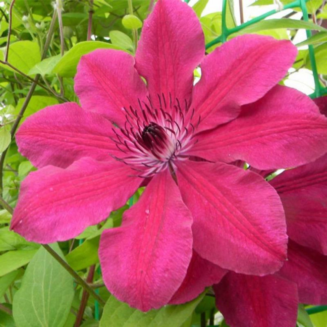 Powojnik Allanah Clematis  - Szkółka Florela