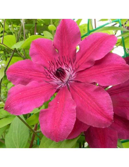 Powojnik Allanah Clematis  - Szkółka Florela