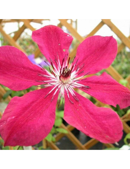 Powojnik Allanah Clematis