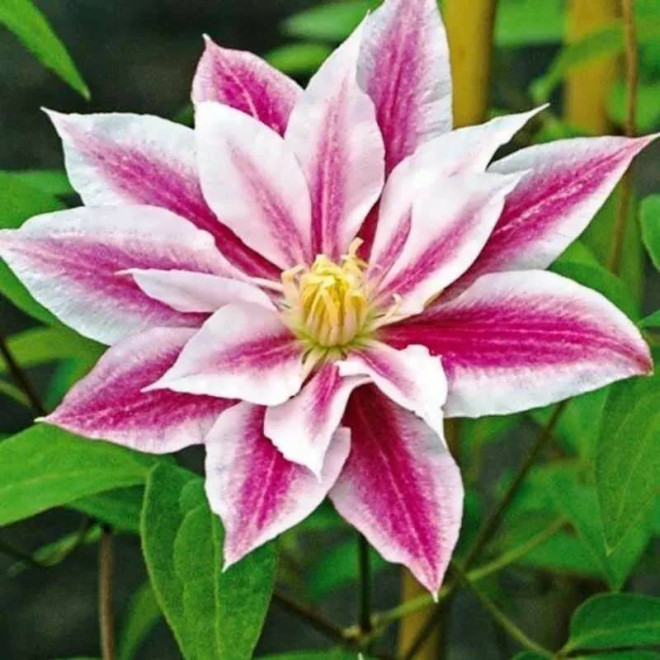 Andromeda Clematis Powojnik
