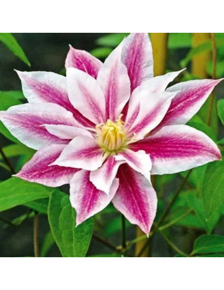 Andromeda Clematis Powojnik