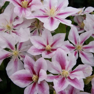 Powojnik Andromeda Clematis 2