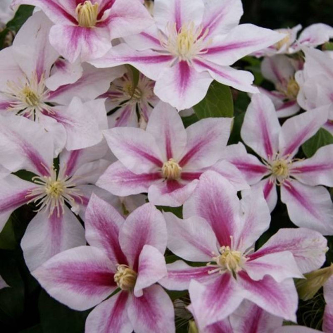 Powojnik Andromeda Clematis  - Szkółka Florela