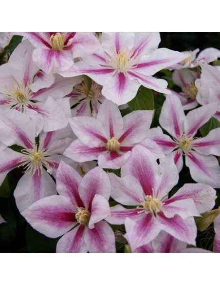 Powojnik Andromeda Clematis  - Szkółka Florela