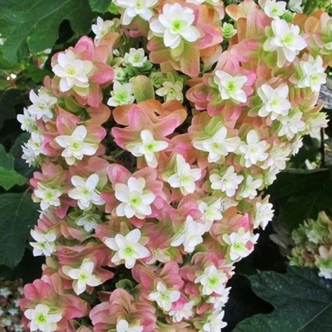 Snowflake Hortensja dębolistna Hydrangea quercifolia