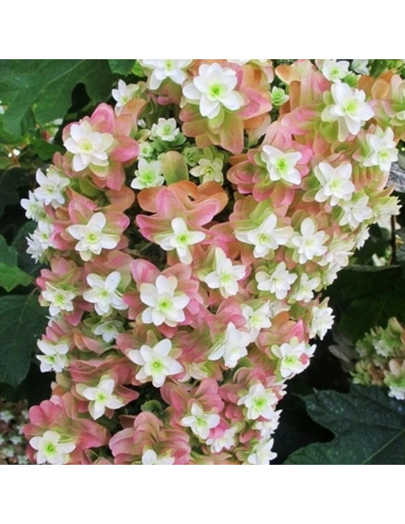 Snowflake Hortensja dębolistna Hydrangea quercifolia