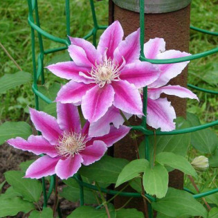Powojnik Andromeda Clematis