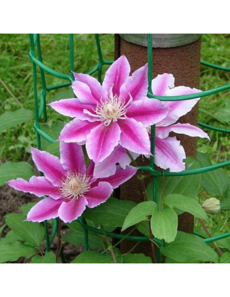 Powojnik Andromeda Clematis