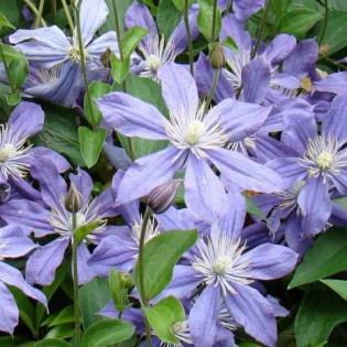 Powojnik Arabella Clematis 2