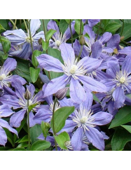 Arabella Clematis Powojnik