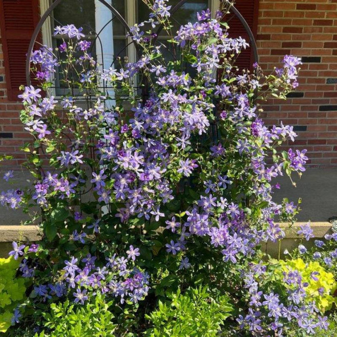 Powojnik Arabella Clematis  - Szkółka Florela