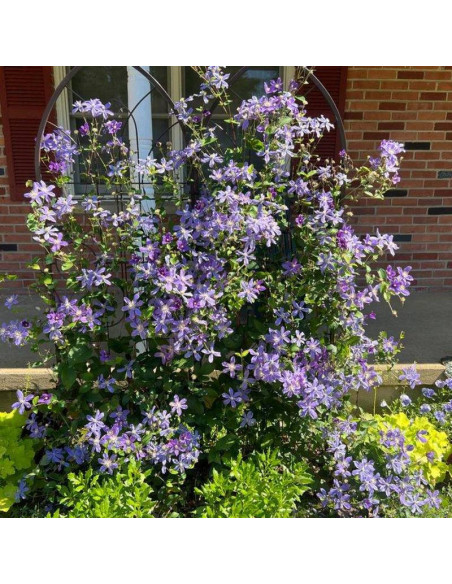 Powojnik Arabella Clematis  - Szkółka Florela