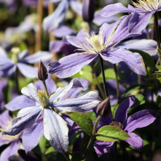 Powojnik Arabella Clematis