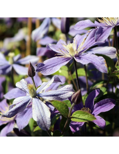 Powojnik Arabella Clematis