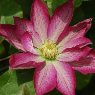 Powojnik Asao Clematis 2
