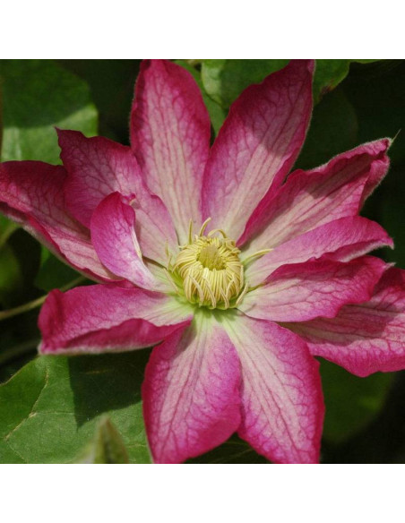 Powojnik Asao Clematis  - Szkółka Florela