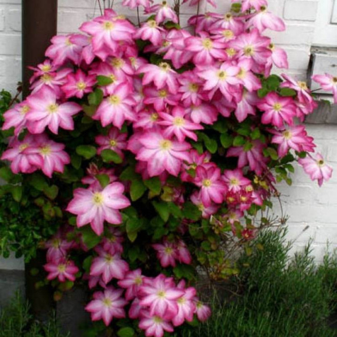 Asao Clematis Powojnik
