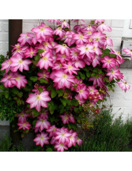 Asao Clematis Powojnik