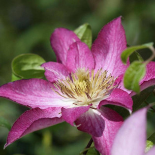 Powojnik Asao Clematis