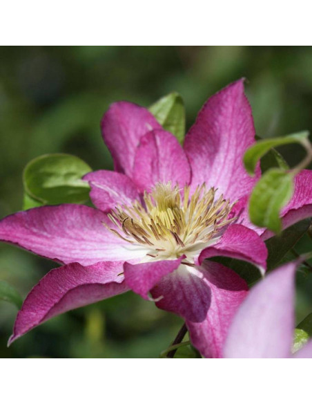 Powojnik Asao Clematis