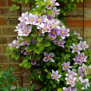 Powojnik Bees Jubilee Clematis