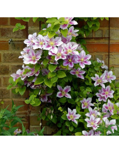 Powojnik Bees Jubilee Clematis