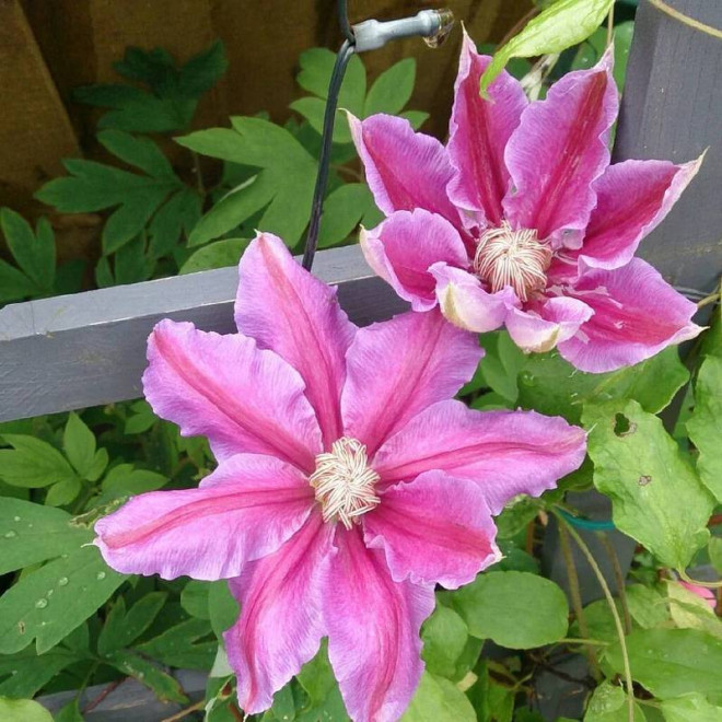Bees Jubilee Clematis Powojnik