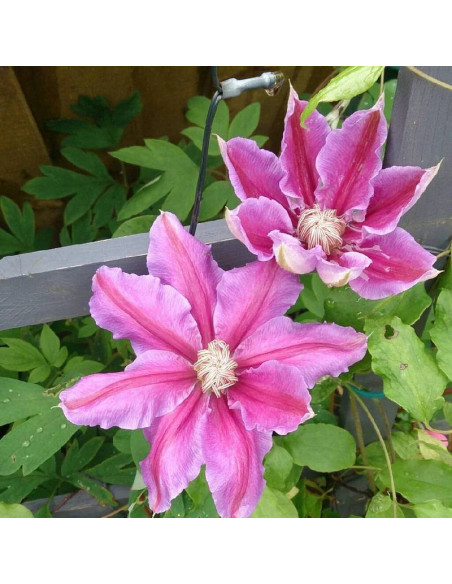 Bees Jubilee Clematis Powojnik