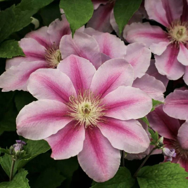 Powojnik Bees Jubilee Clematis - Szkółka Florela