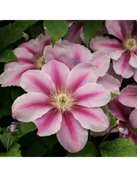 Powojnik Bees Jubilee Clematis - Szkółka Florela